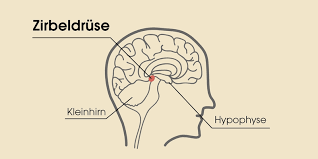 melatonin zirbeldrüse