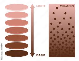 melanin und melatonin