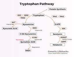 tryptophan und melatonin